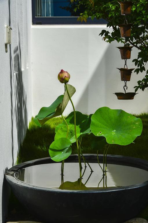 Begonia B&B T'ai-tung Eksteriør billede
